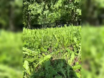 Bongacams Best live sex cam show of Lisa1225