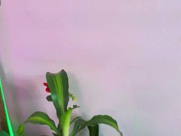 Bongacams Best live sex cam show of EllenaBoobs