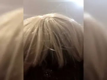 Bongacams Sex Cam of Tatap