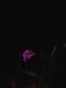 Cam4 Free Live Porn of morena652