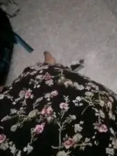 Dscgirls Sex Chat of Shygurl_Tamil